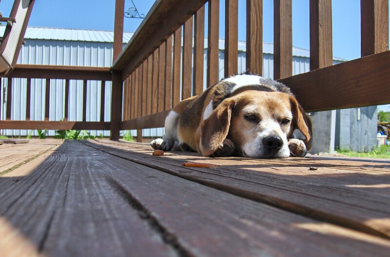 Beagle resting on a deck