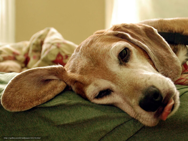 Beagle resting on bed