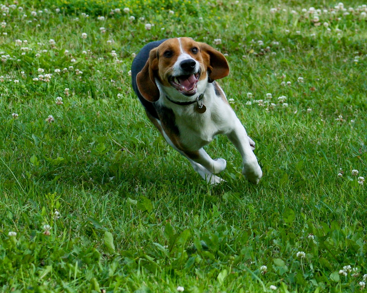 Beagle running in a field