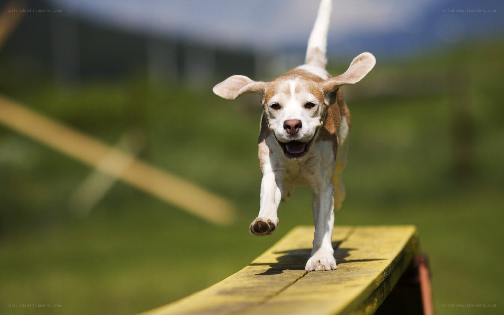 Beagle running on a beam