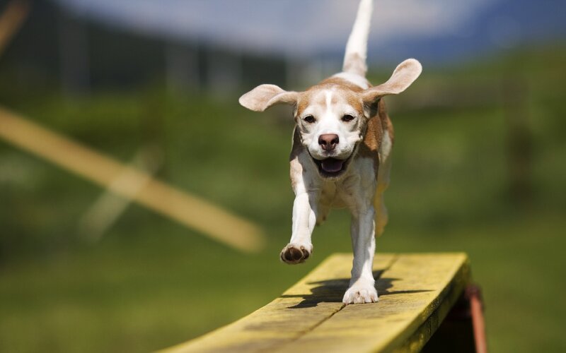 Beagle running on a beam