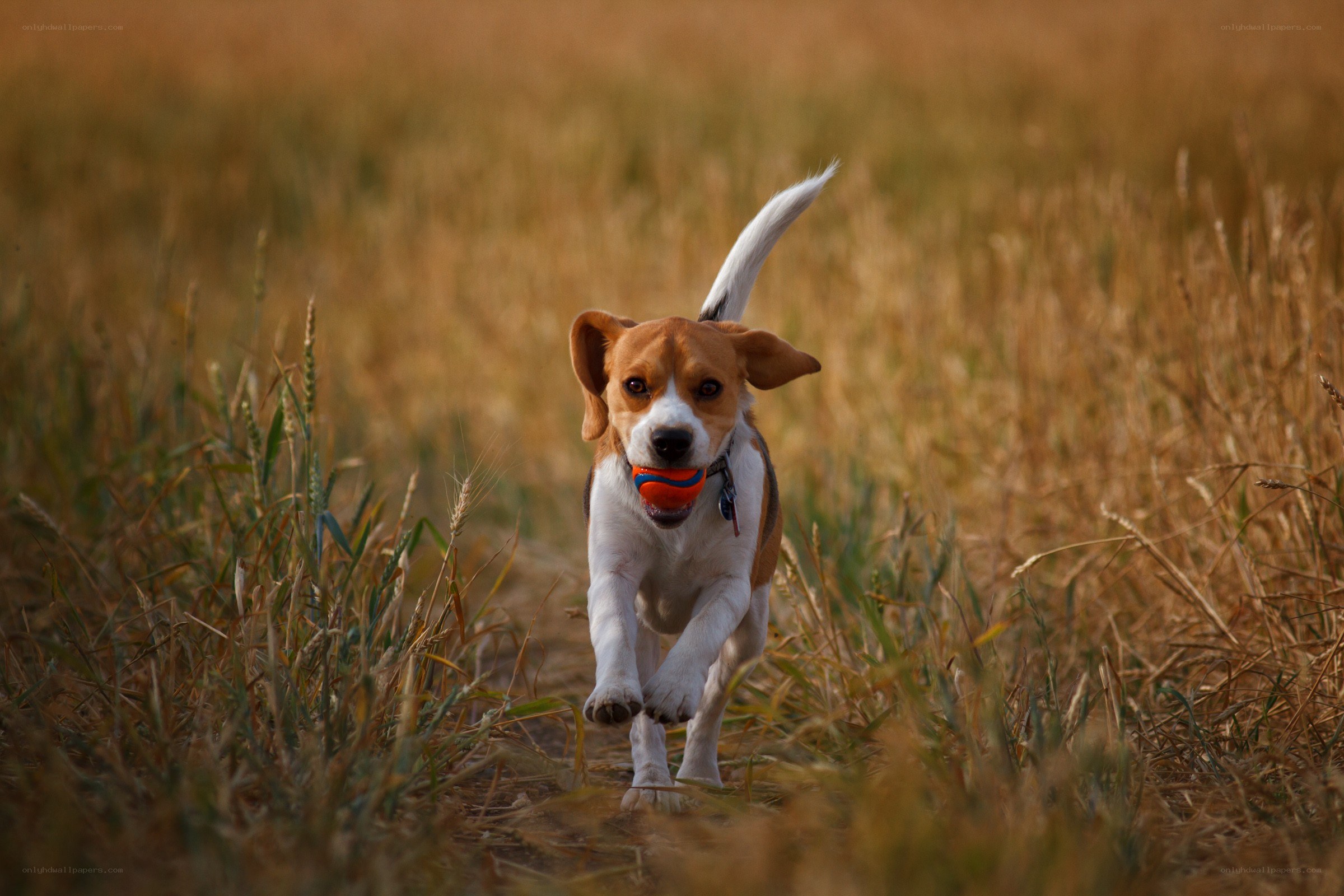 Beagle running with ball
