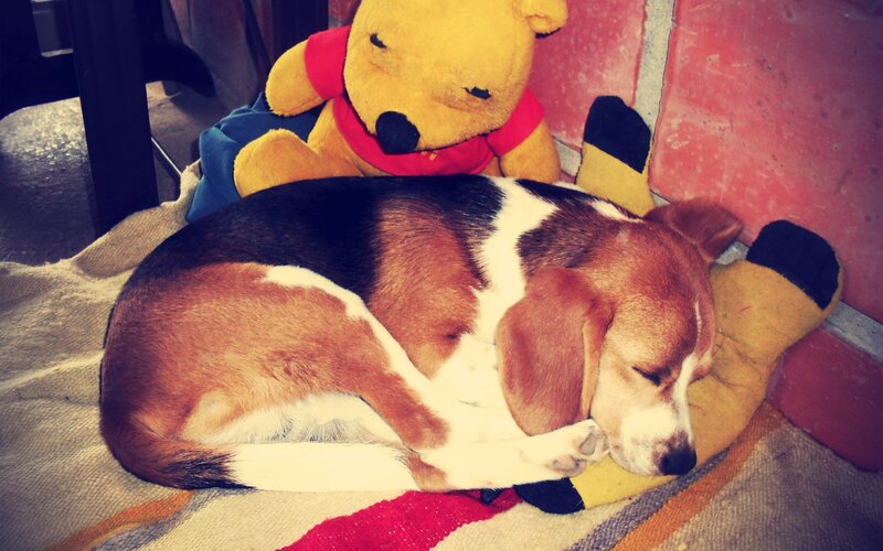 Beagle sleeping with teddy bear