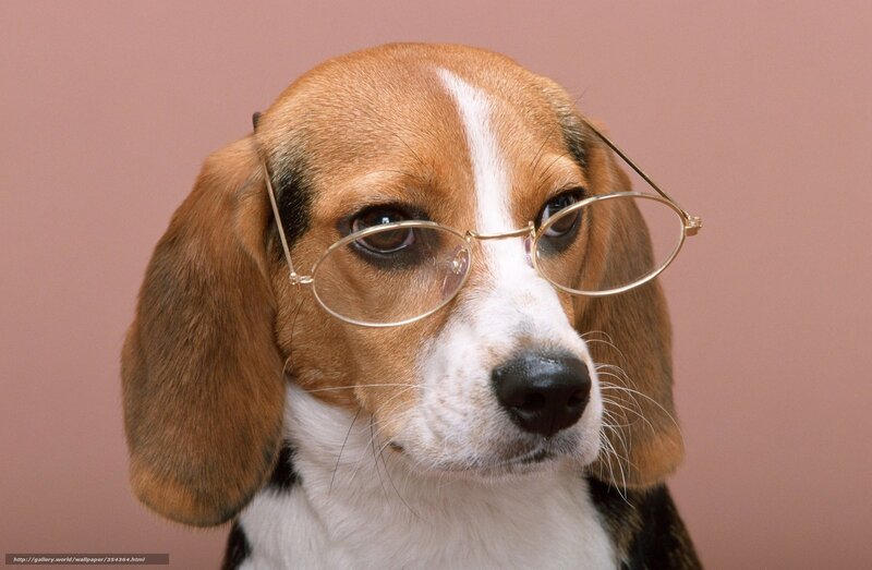 beagle wearing glasses