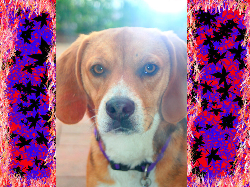 Beagle with colorful border