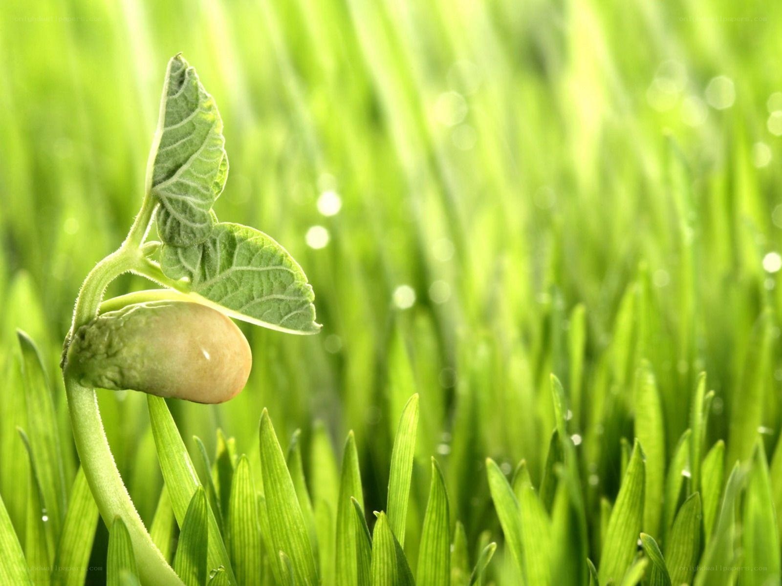 Bean sprout in green grass