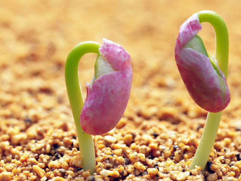 Bean Sprouts Emerging — Green
