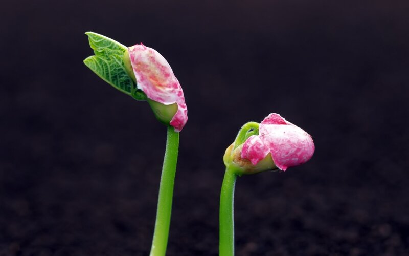 bean sprouts emerging