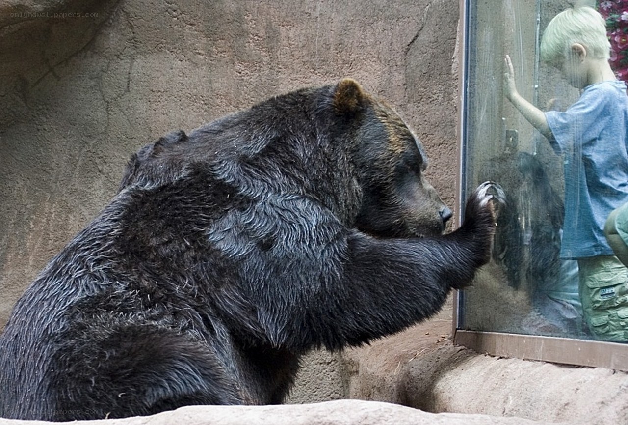 bear and child at zoo