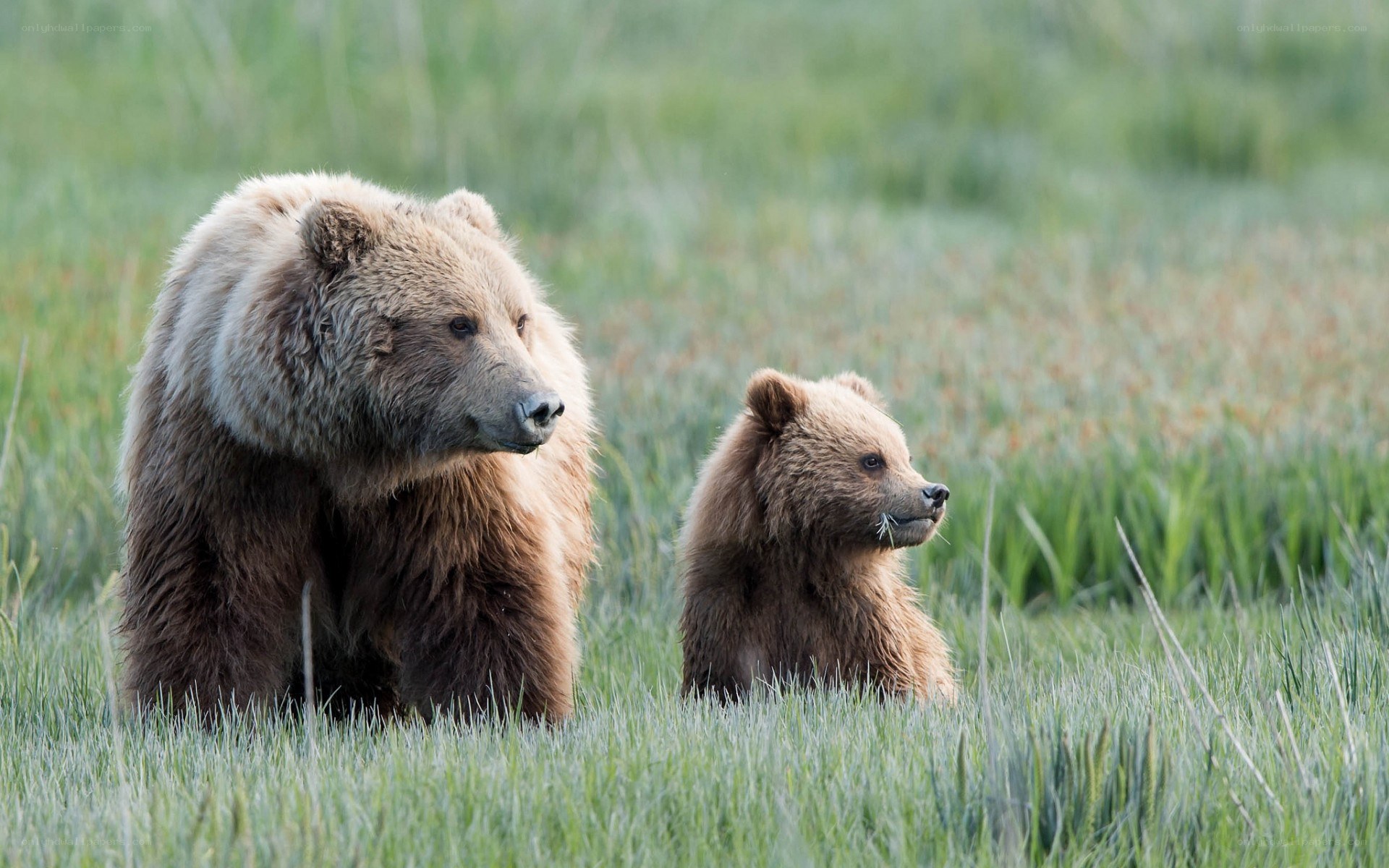 Bear and cub in a meadow