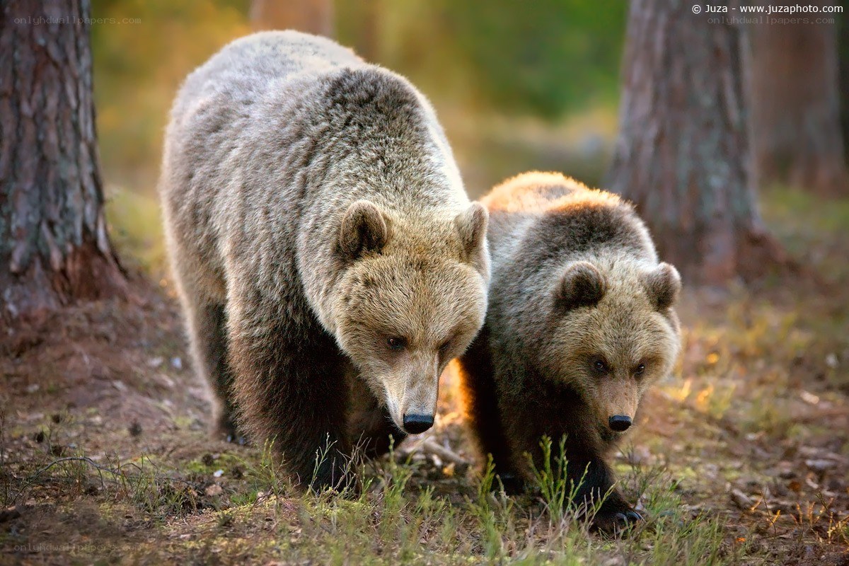 Bear and cub in forest