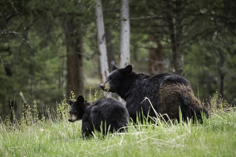 Bear and cub in forest