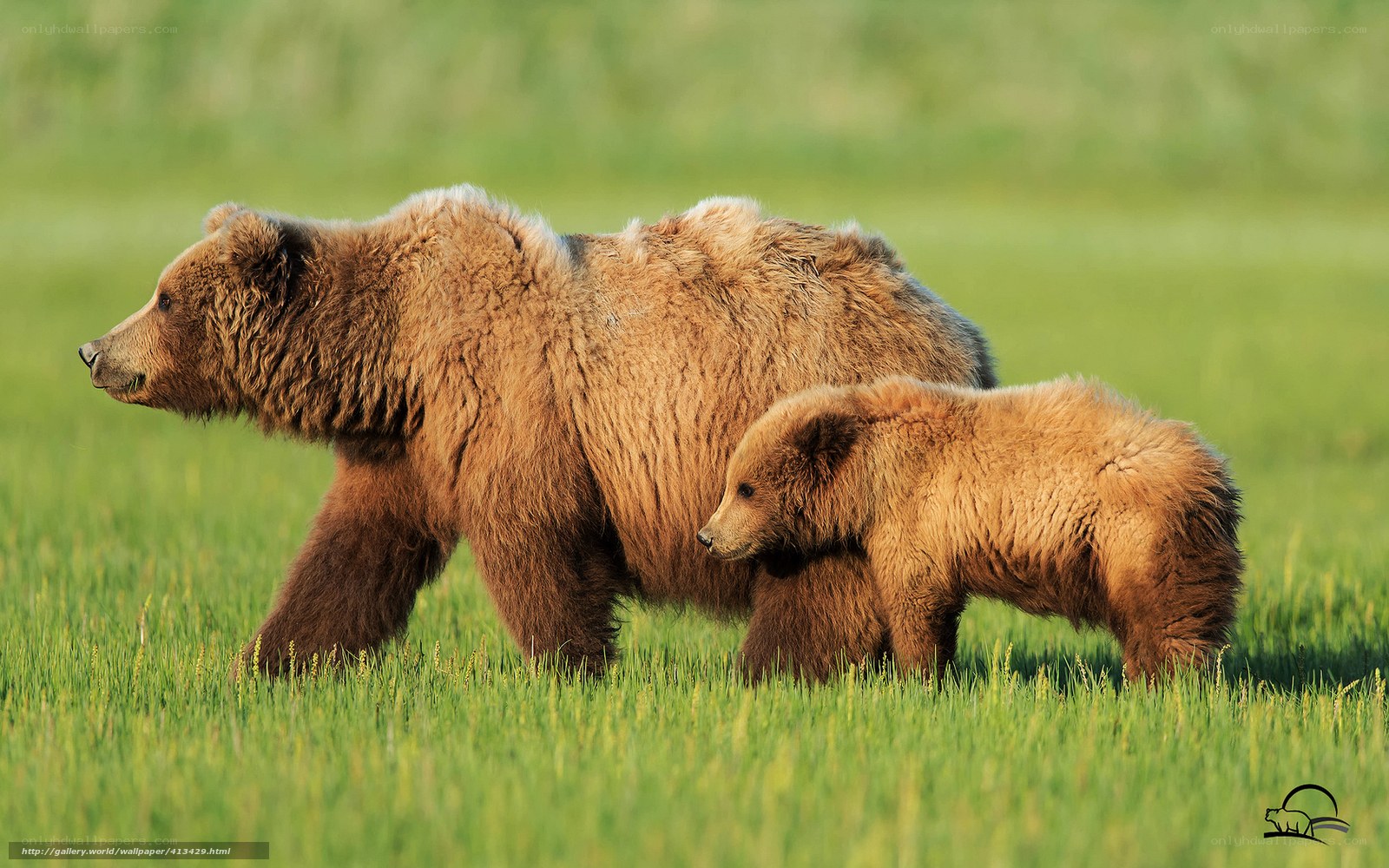 Bear and cub in grassland