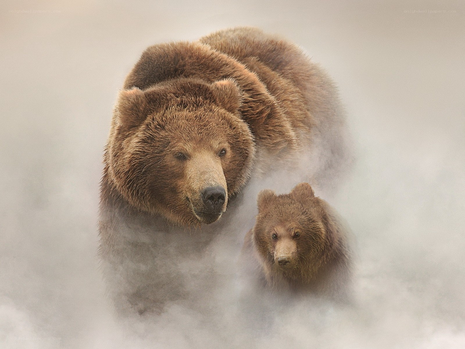 Bear and cub in mist