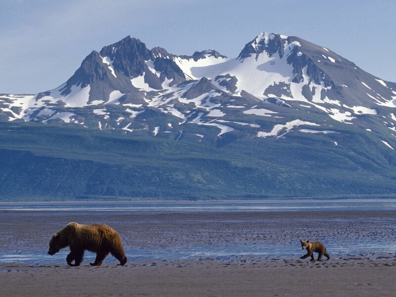 Bear and cub on a beach