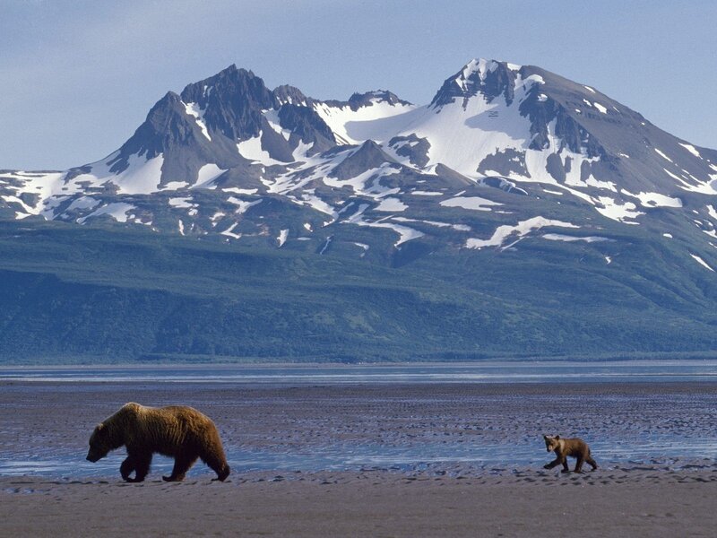 Bear and cub on a beach