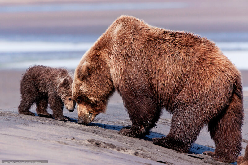 Bear and cub on the beach