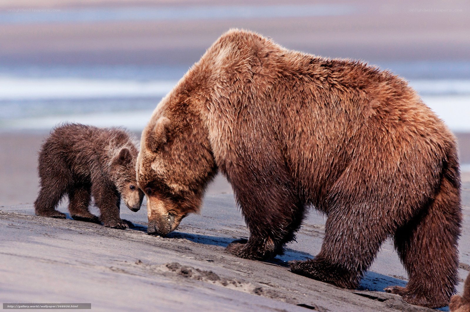 Bear and cub on the beach