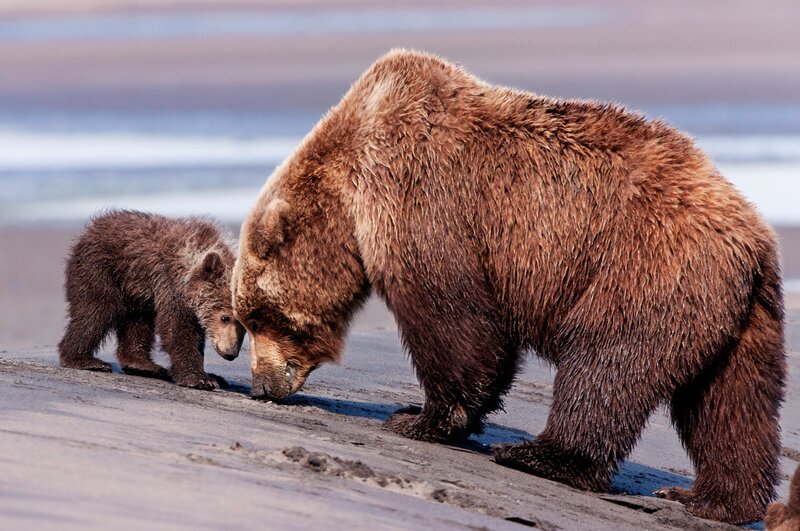 Bear and cub on the beach