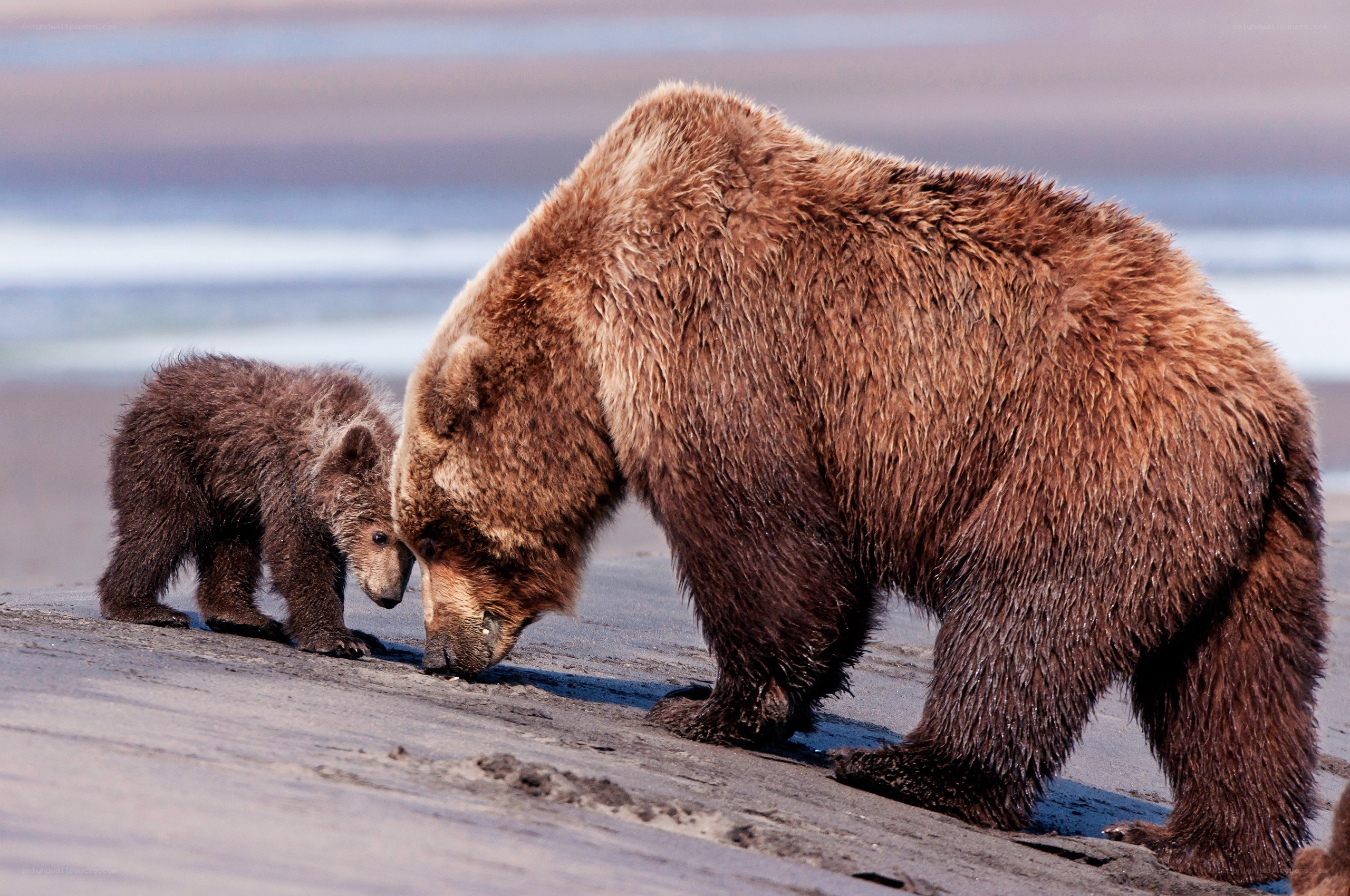 Bear and cub on the beach