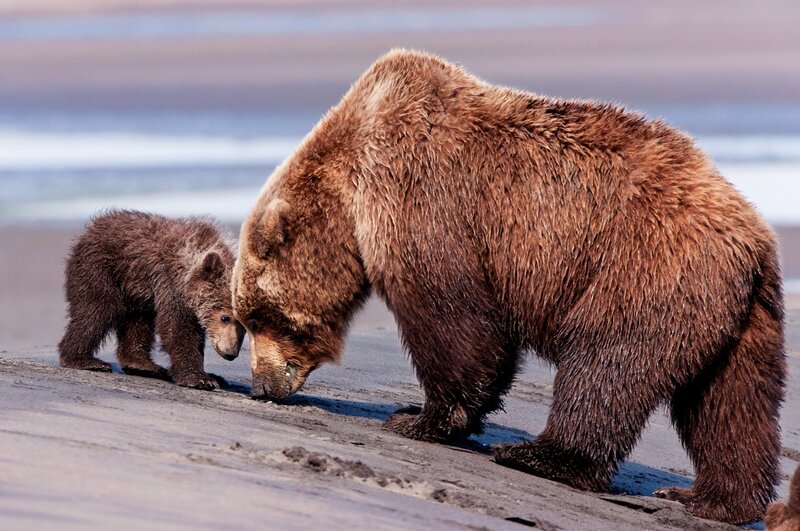 Bear and cub on the beach