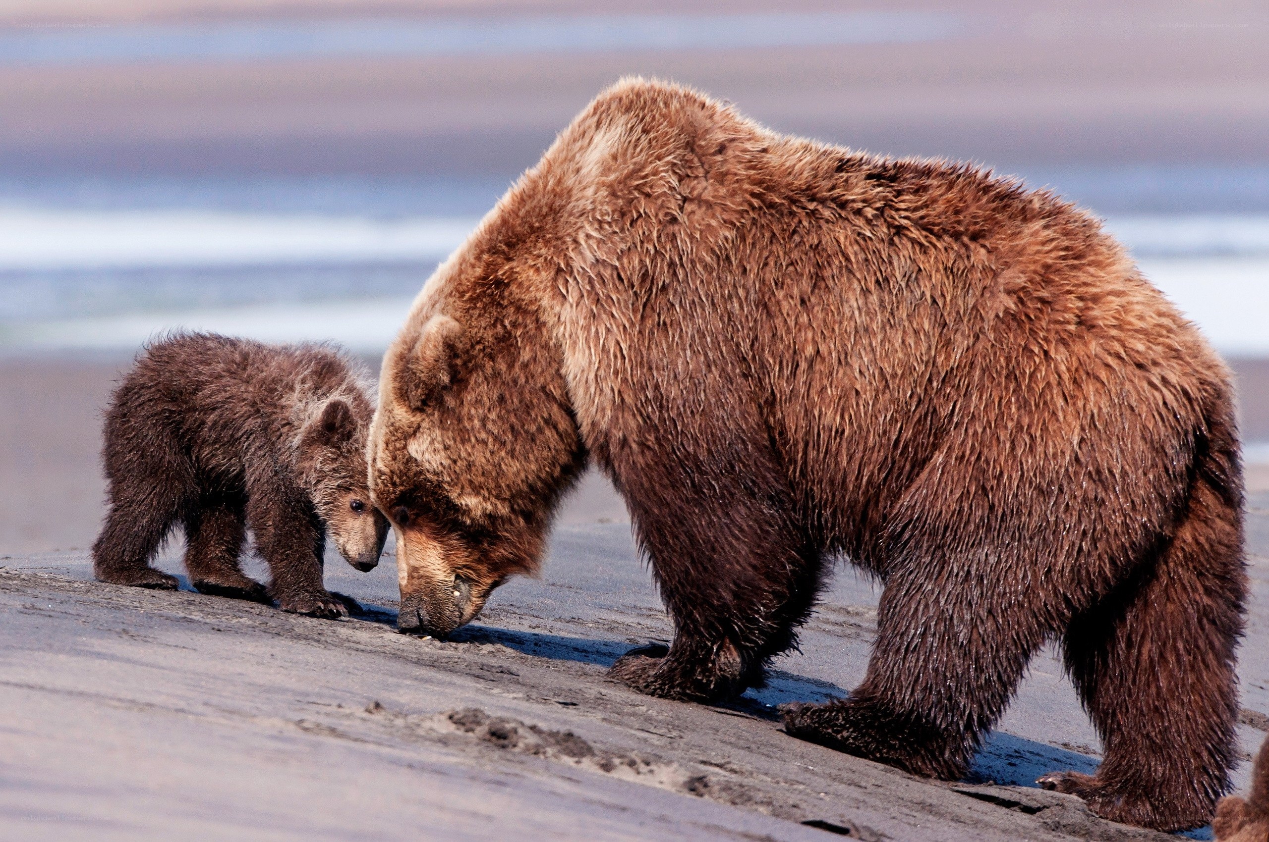Bear and cub on the beach
