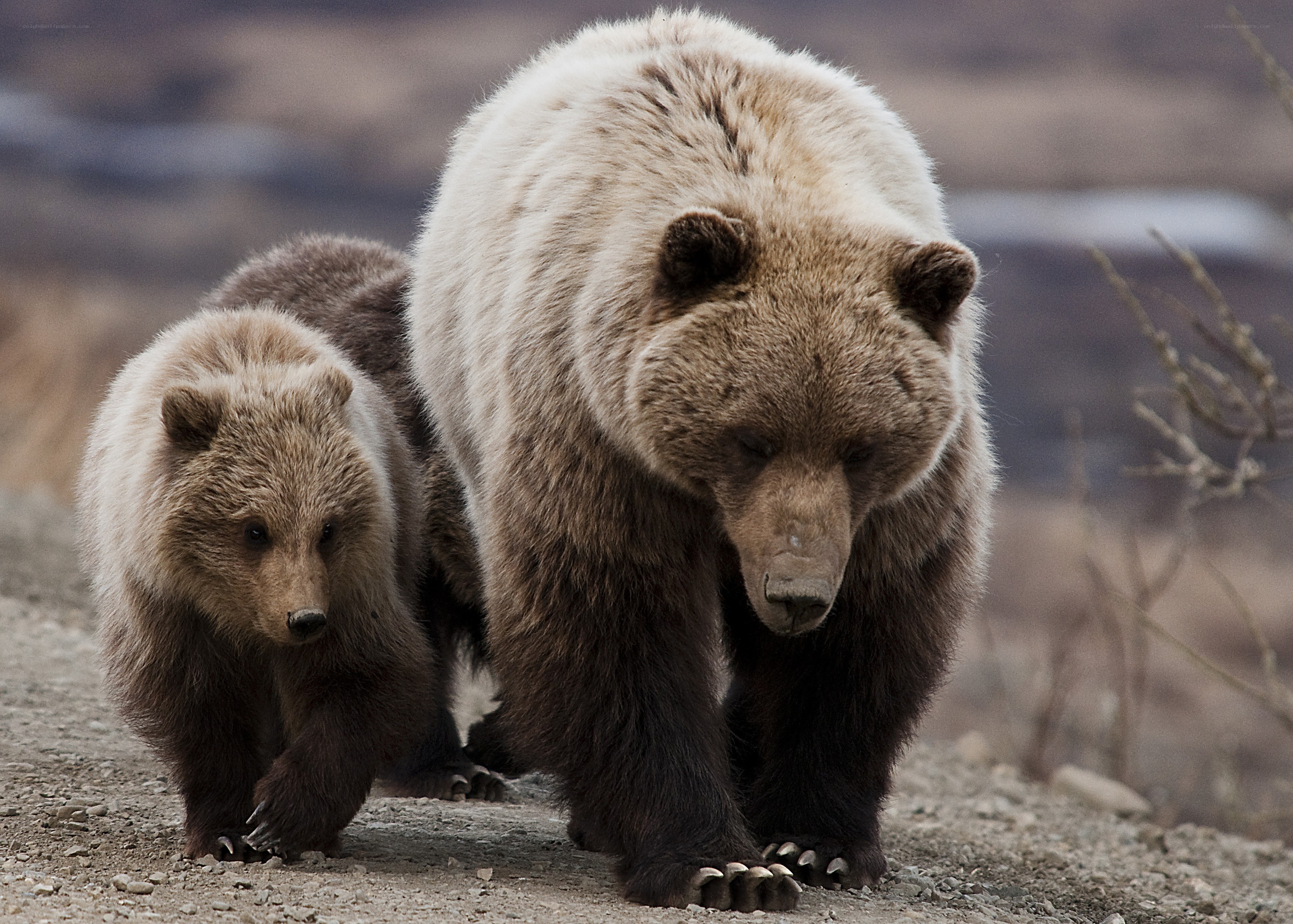 Bear and cub walking together