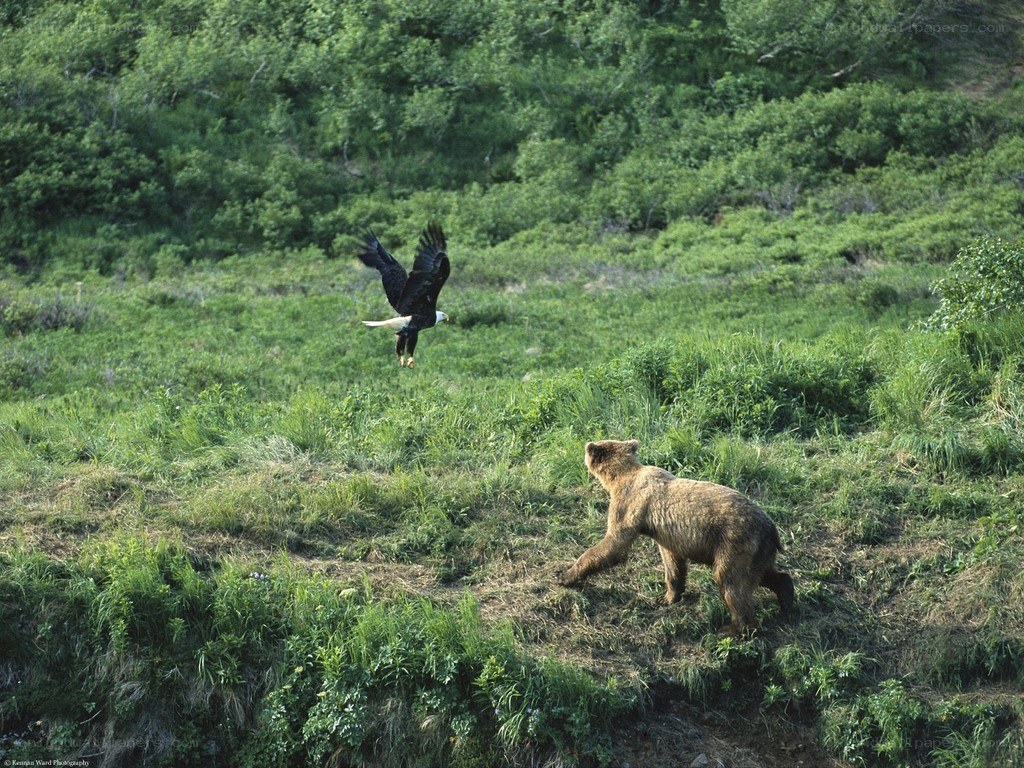 Bear and eagle in a field
