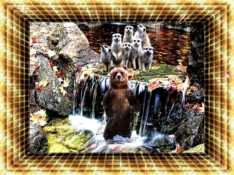 Bear and Meerkats