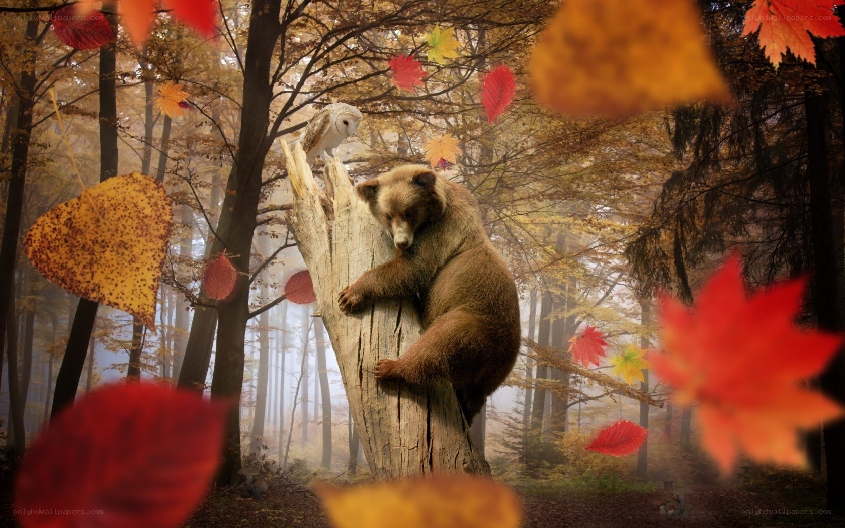 Bear and owl in autumn forest