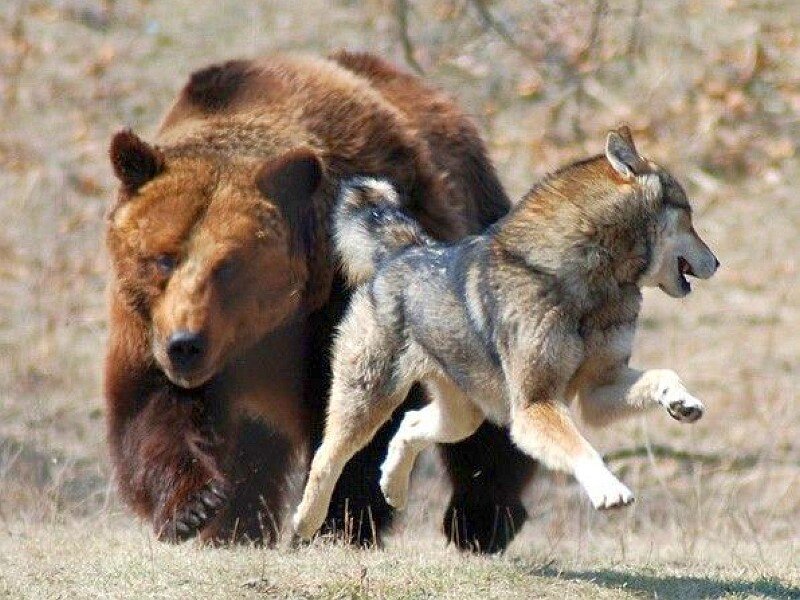 Bear and wolf in confrontation