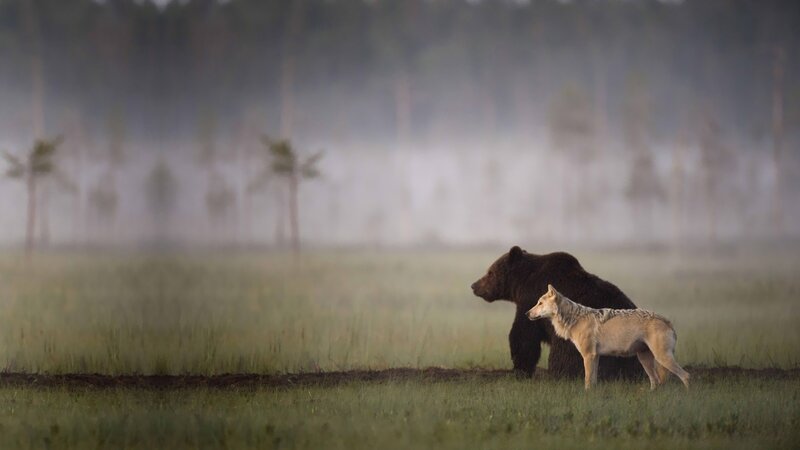 Bear and Wolf in Field