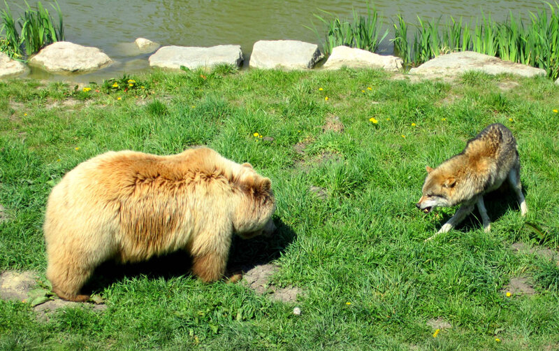 Bear and Wolf in Grass