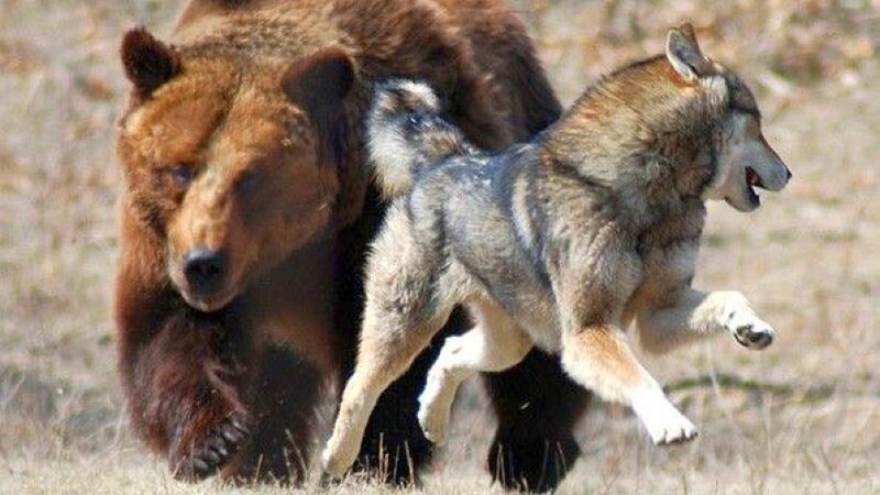 Bear and Wolf Running