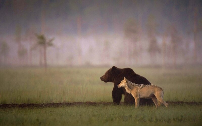 Bear and Wolf Walking
