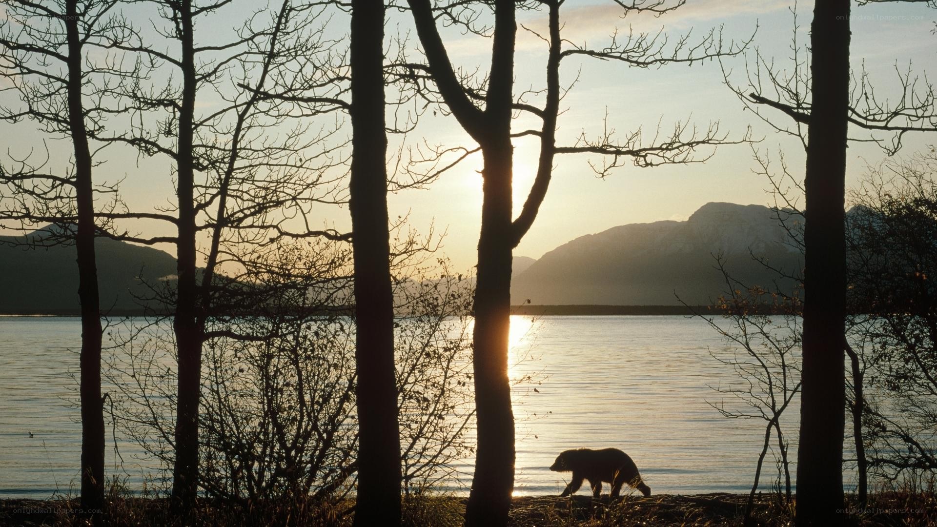 Bear at sunset by the water