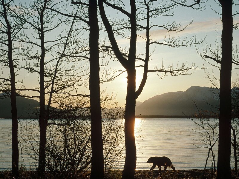 bear at sunset by the water