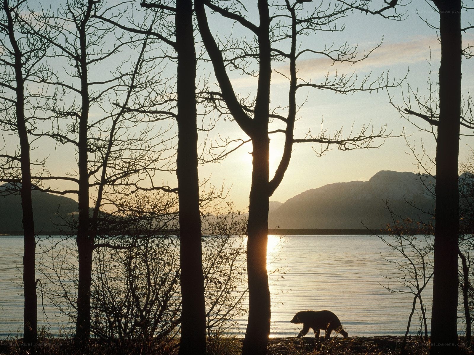 Bear at sunset by the water