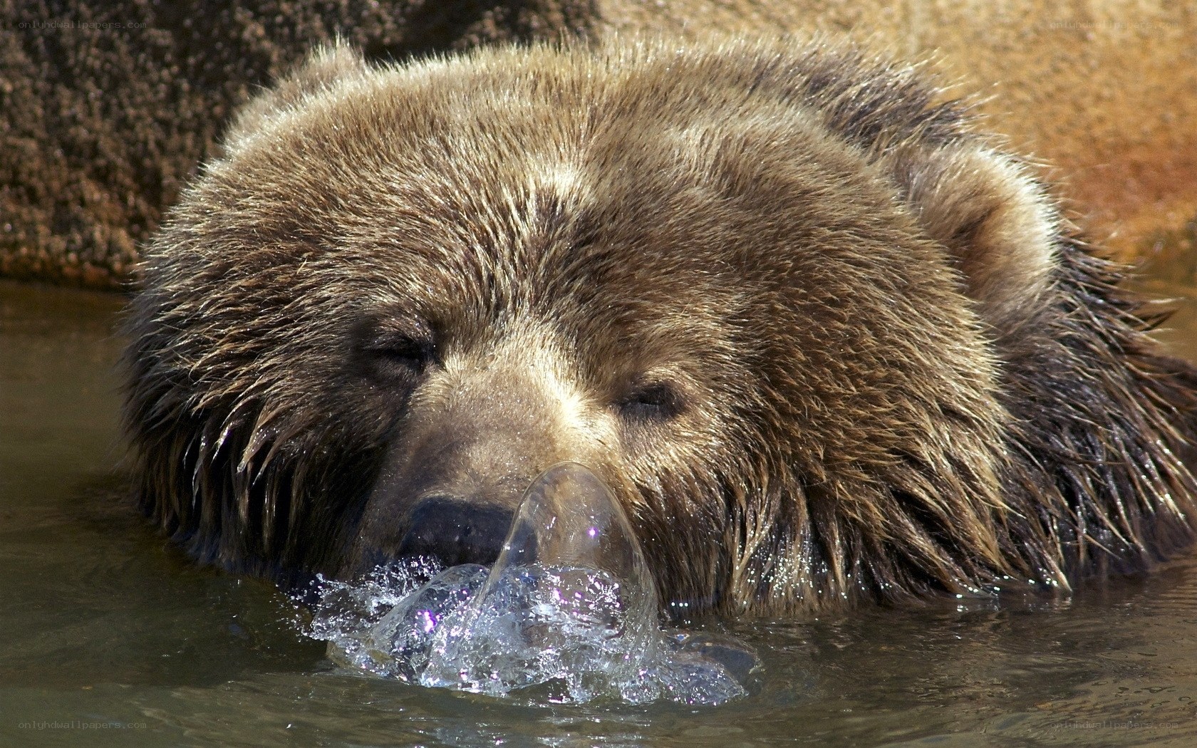 bear blowing water bubble