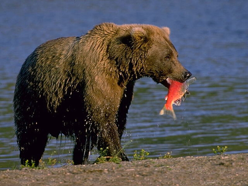 Bear catching a fish
