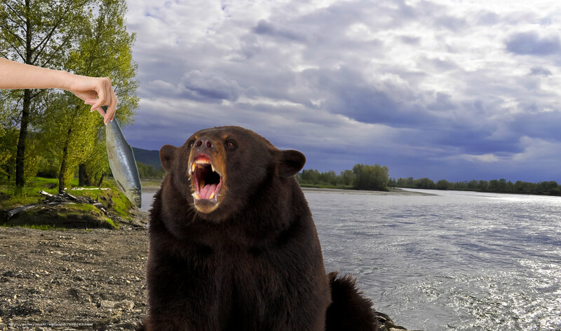 Bear catching fish from hand