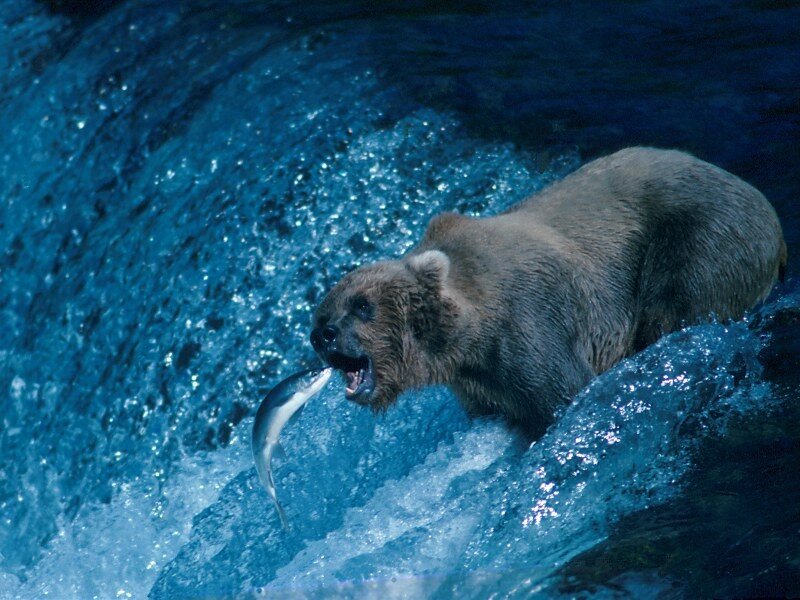 Bear catching fish in river