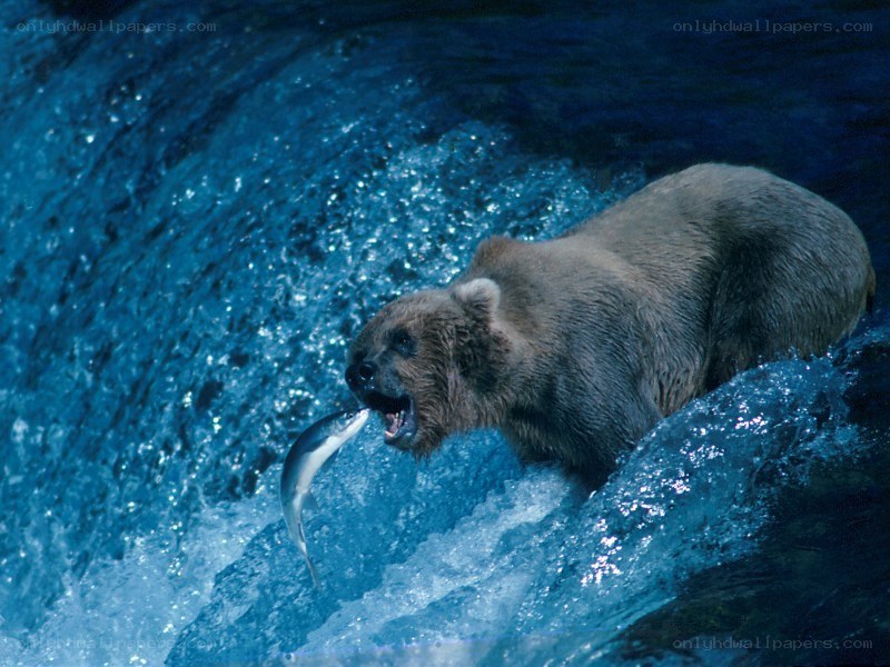 Bear catching fish in river