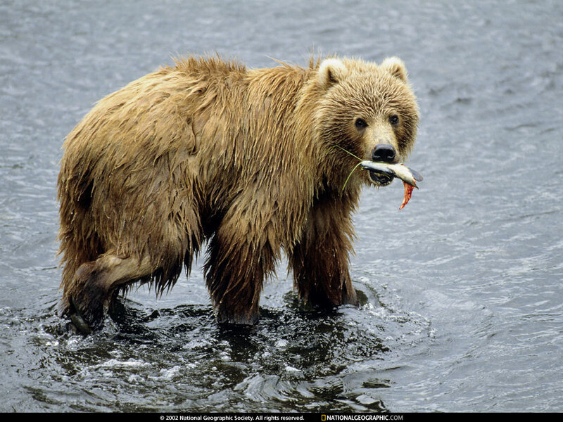 Bear catching fish in river