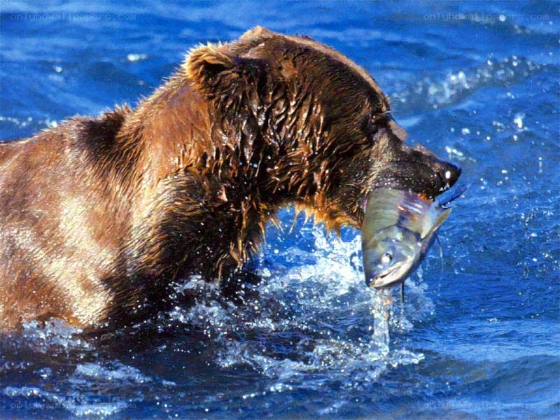 Bear catching fish in water