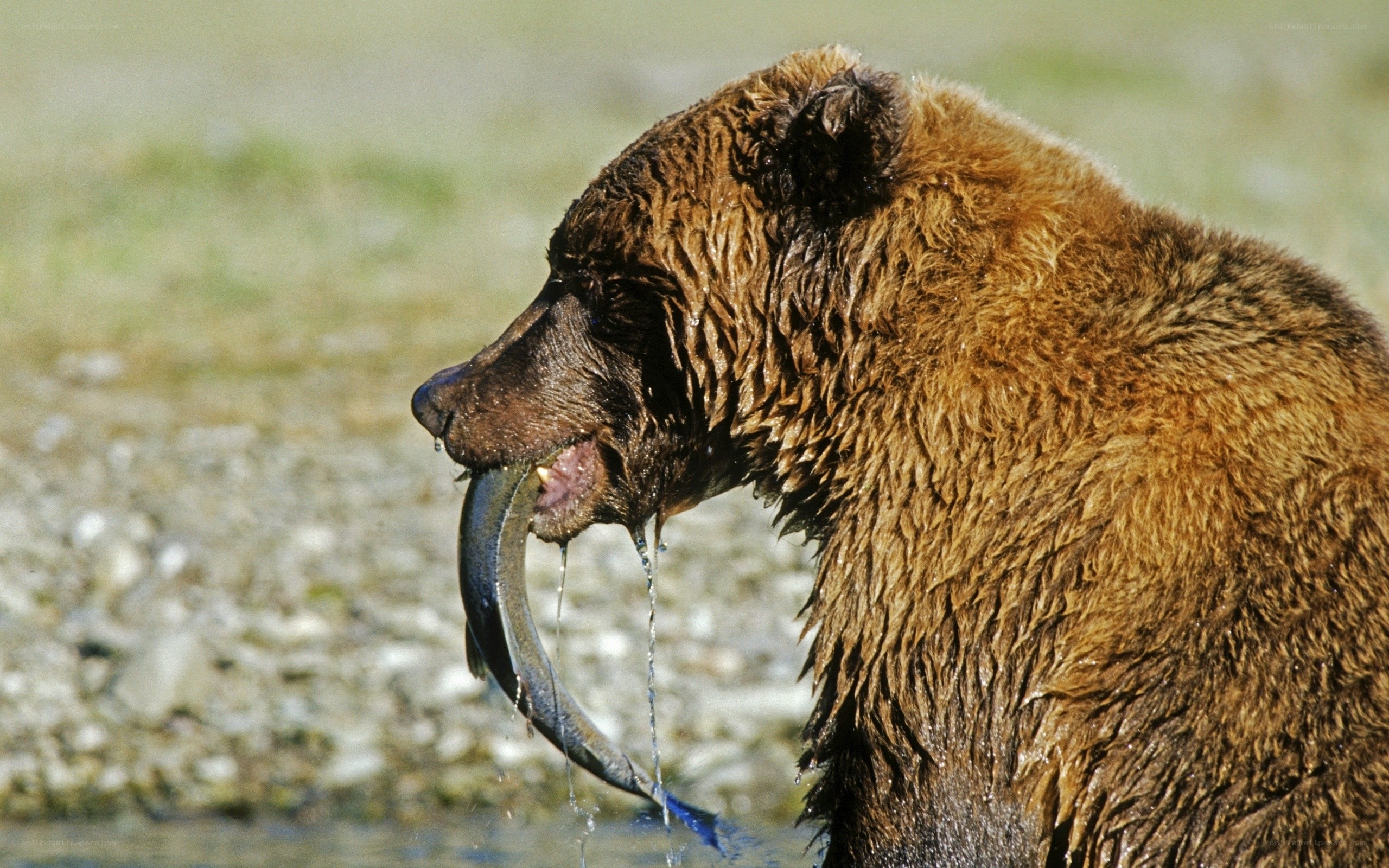 bear catching fish