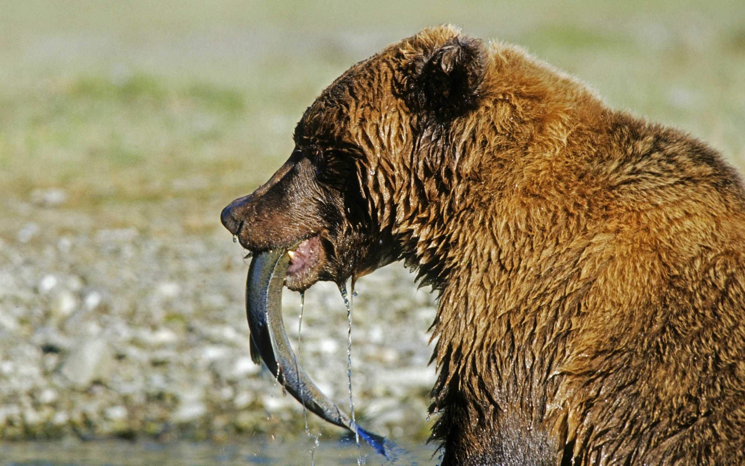 bear catching fish