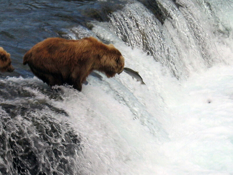 Bear catching salmon at waterfall