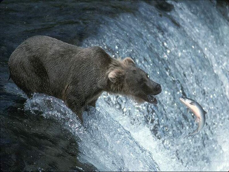 Bear catching salmon in river