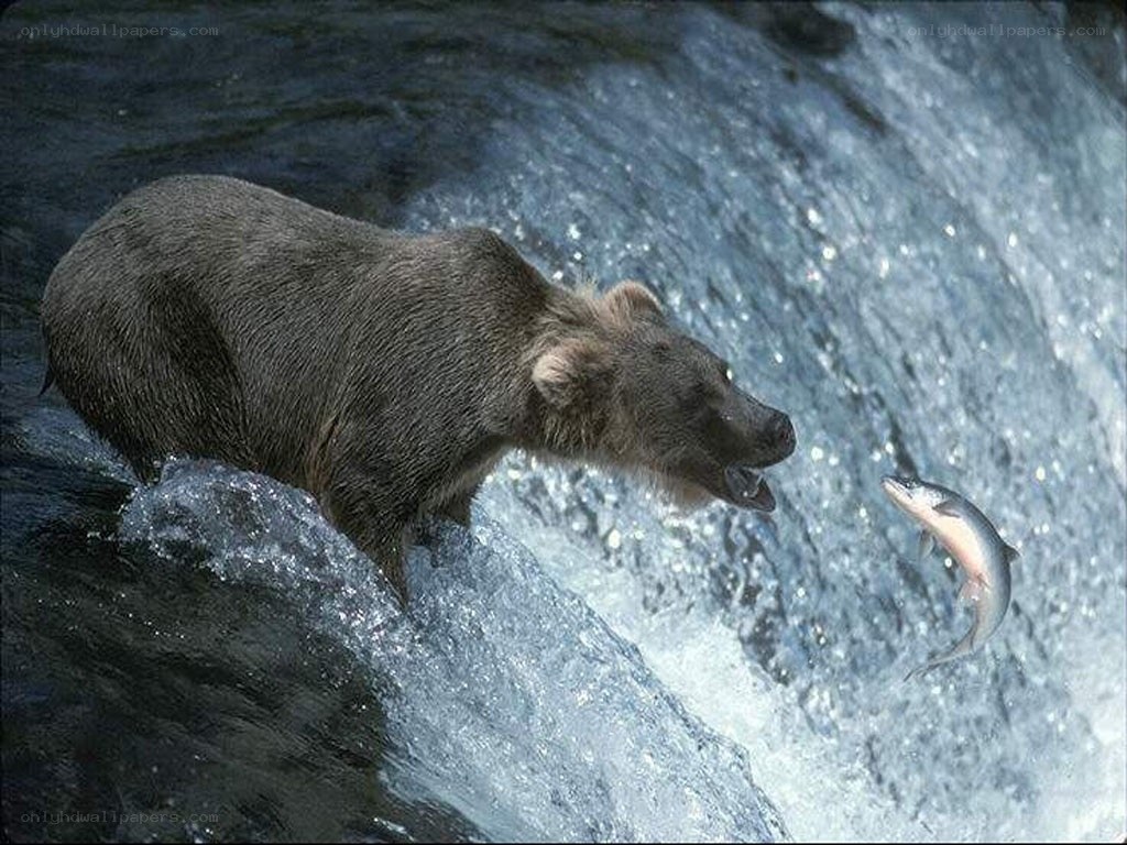 Bear catching salmon in river